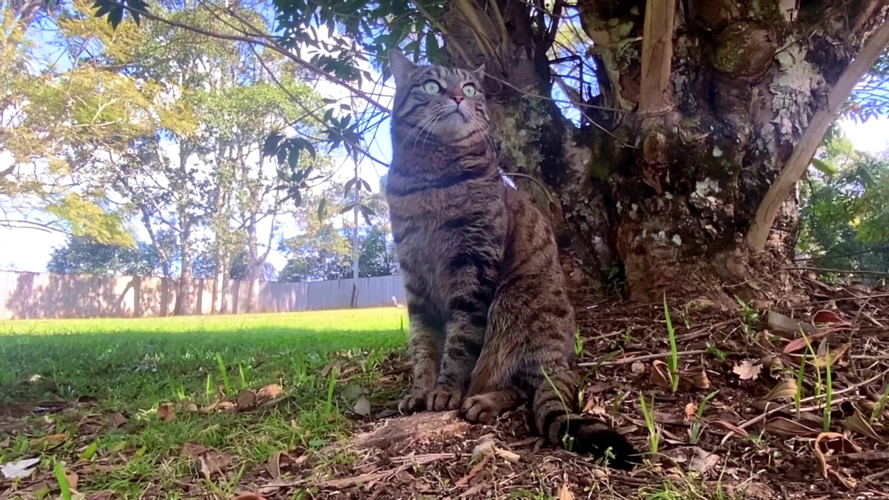 坐在大自然中的猫观鸟视频素材