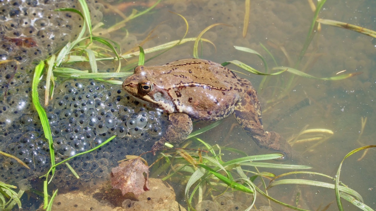 普通蛙(Rana temporaria)，又称欧洲普通蛙，在池塘中有山蛙卵。青蛙产卵视频素材