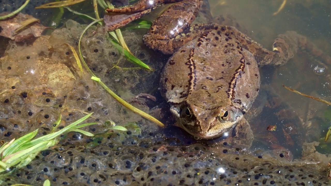 三个标本的普通青蛙(Rana temporaria)，也被称为欧洲普通青蛙在一个池塘与山蛙卵。繁殖。青蛙产卵视频下载