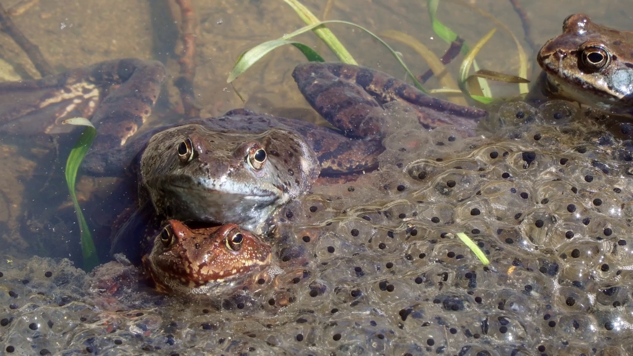 普通蛙(Rana temporaria)，又称欧洲普通蛙，在池塘中有山蛙卵。青蛙产卵。繁殖视频下载