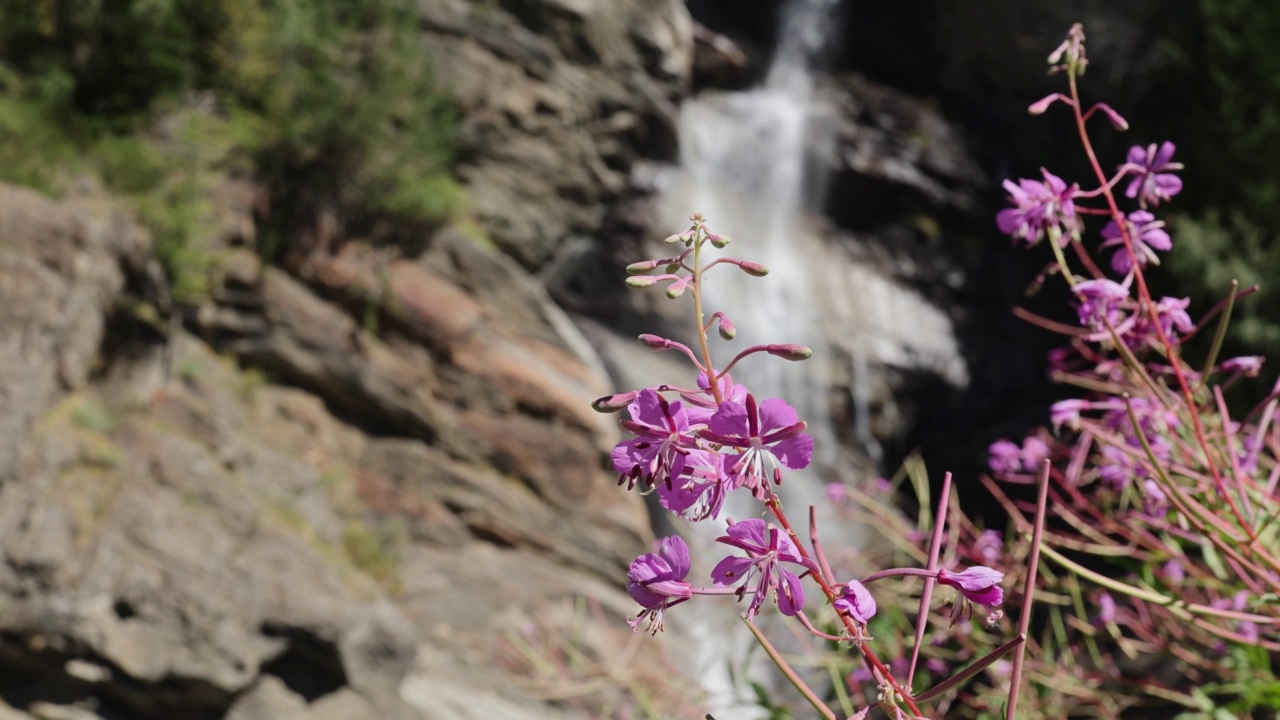 弗莱舍里Chamaenerion fleischeri，前身是fleischeri，通常被称为阿尔卑斯山柳树-粉红色的花在意大利阿尔卑斯山脉和瀑布的背景视频素材