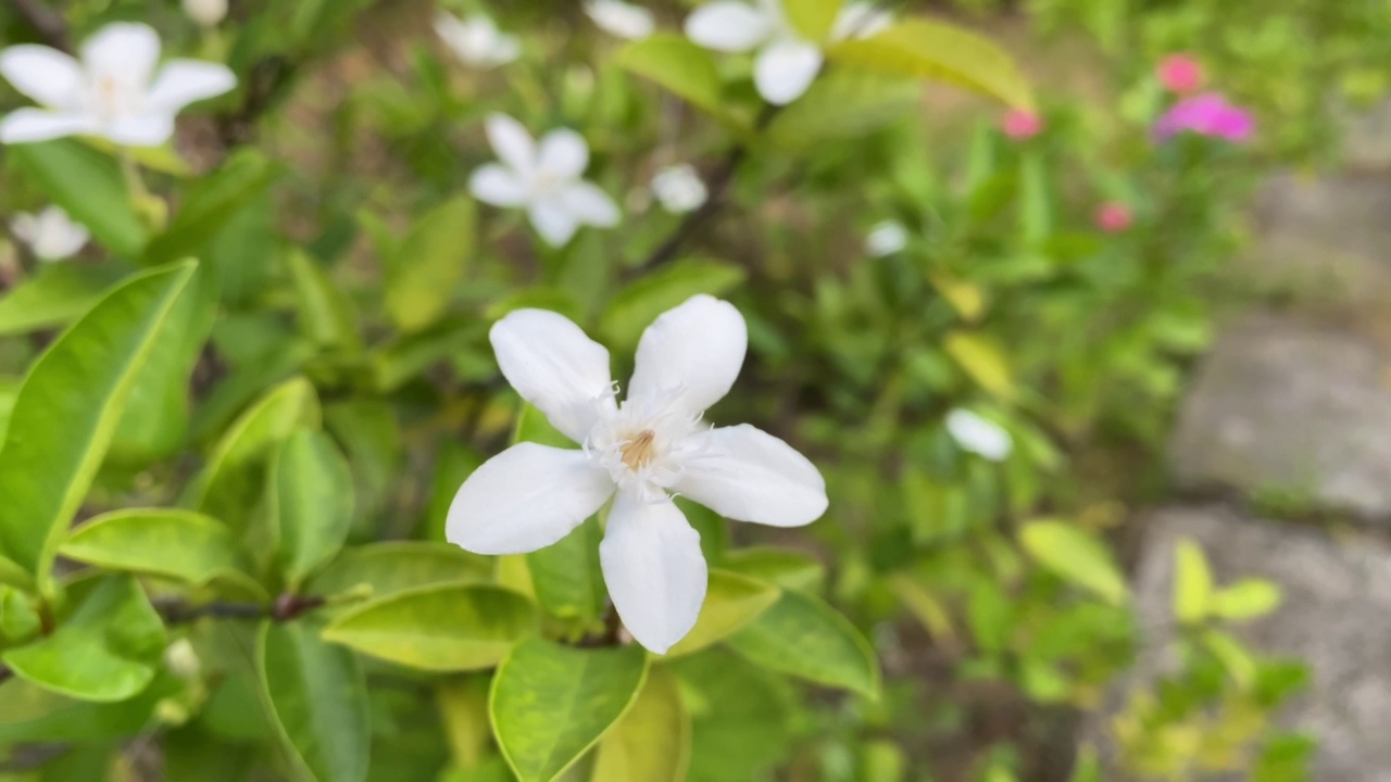 五瓣白色的茉莉花正在盛开，颜色洁白，小五瓣带着黄色的花粉视频素材