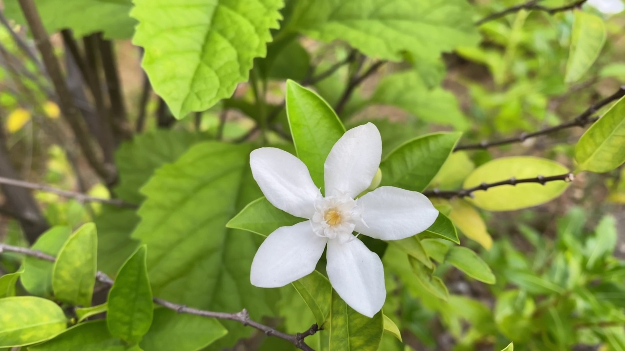 五瓣白色的茉莉花正在盛开，颜色洁白，小五瓣带着黄色的花粉视频素材