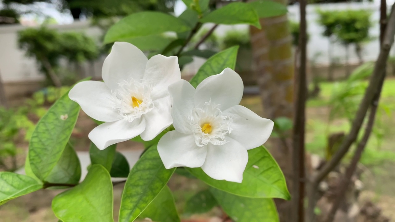 五瓣白色的茉莉花正在盛开，颜色洁白，小五瓣带着黄色的花粉视频素材