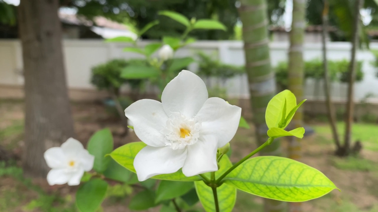 五瓣白色的茉莉花正在盛开，颜色洁白，小五瓣带着黄色的花粉视频素材