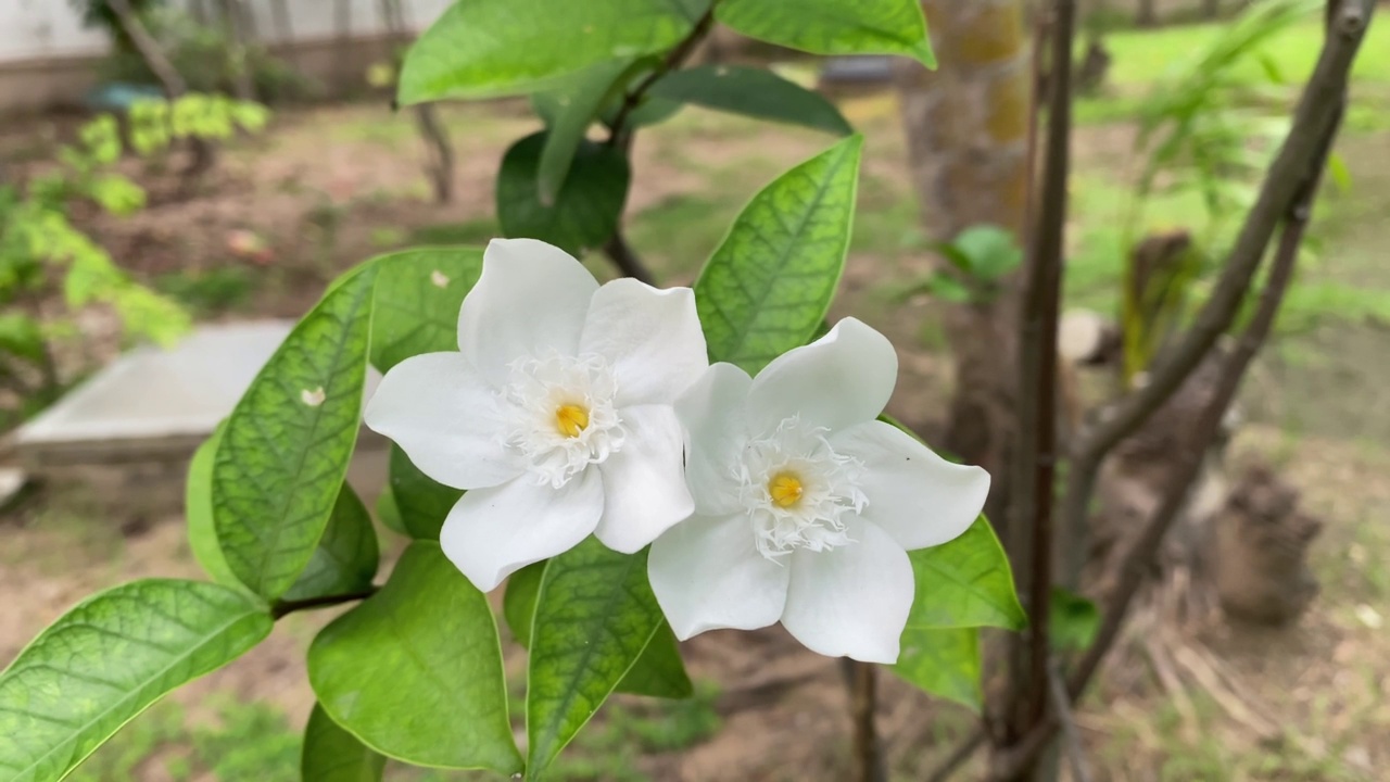 五瓣白色的茉莉花正在盛开，颜色洁白，小五瓣带着黄色的花粉视频素材