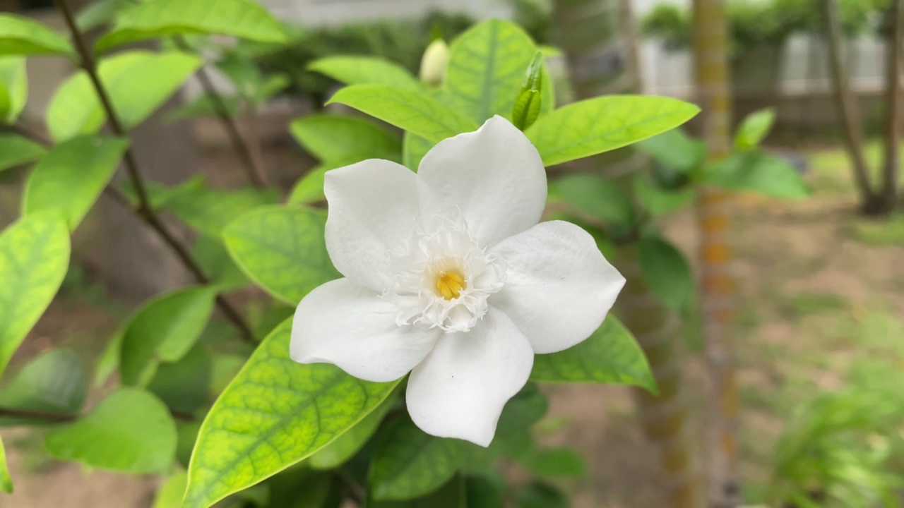 五瓣白色的茉莉花正在盛开，颜色洁白，小五瓣带着黄色的花粉视频素材