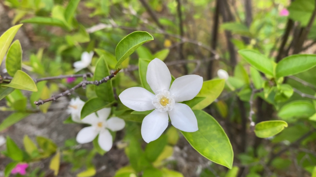 五瓣白色的茉莉花正在盛开，颜色洁白，小五瓣带着黄色的花粉视频素材