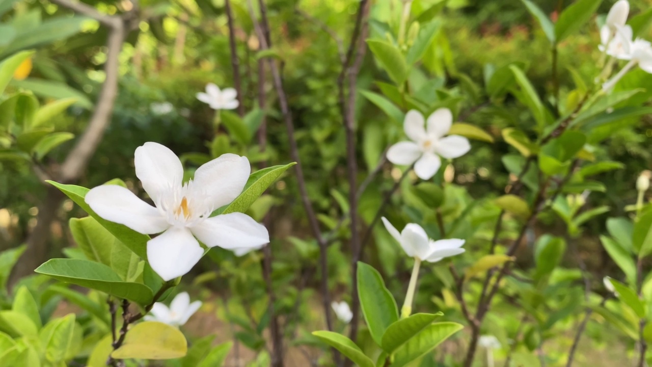 五瓣白色的茉莉花正在盛开，颜色洁白，小五瓣带着黄色的花粉视频素材