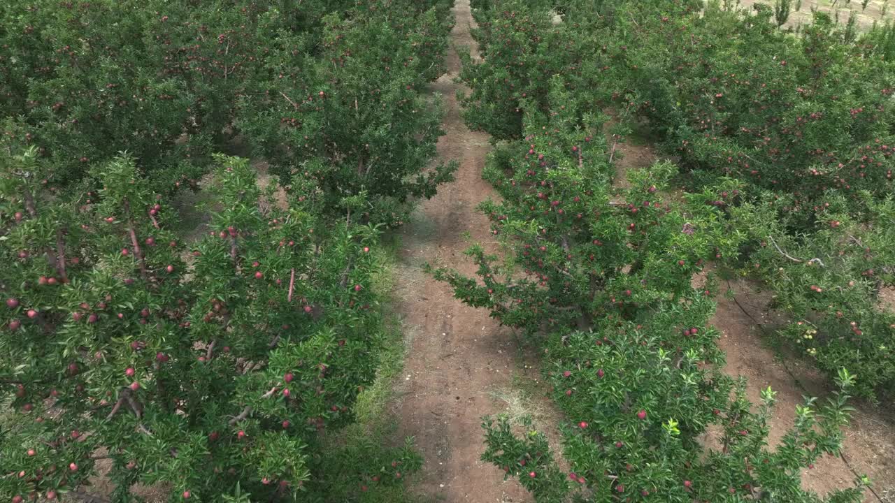 苹果园视频素材