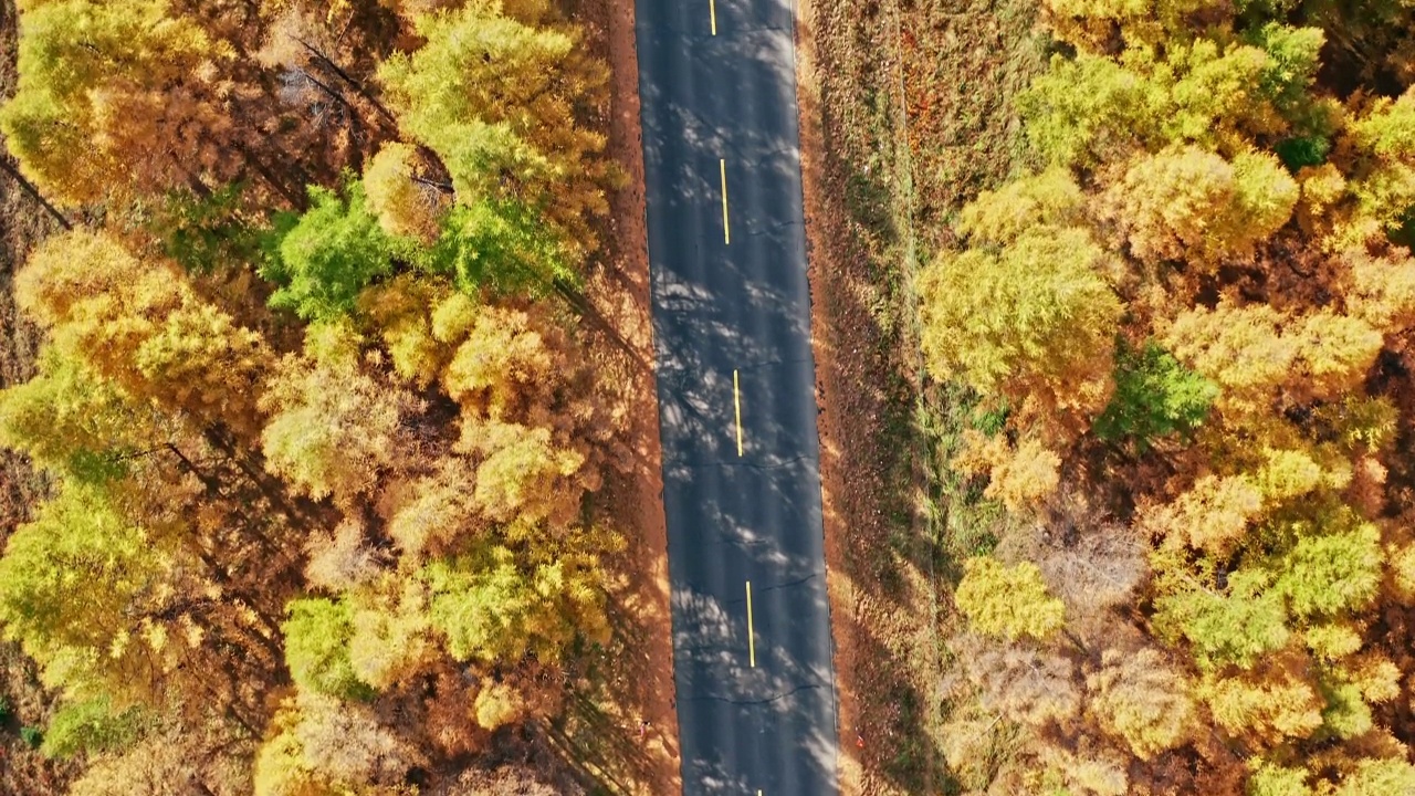 秋天五彩缤纷的森林和柏油路鸟瞰图视频素材