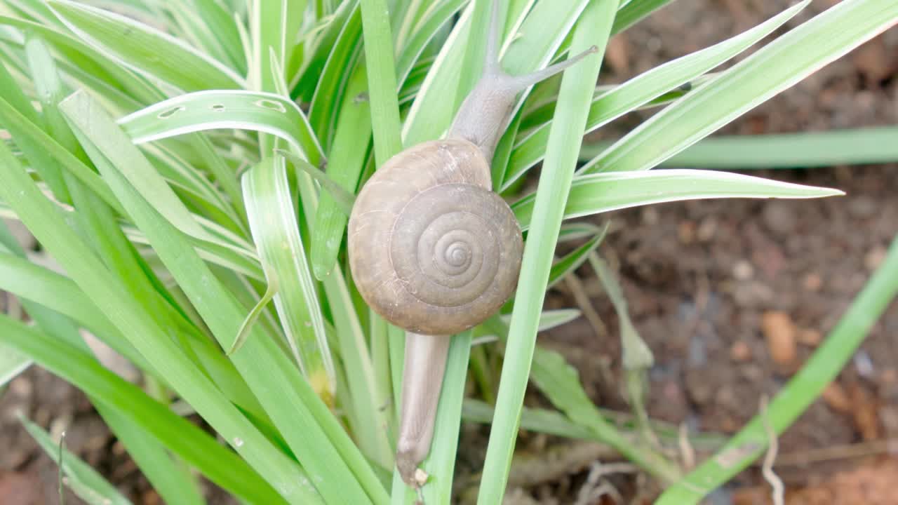 蜗牛是爬行吃植物、害虫、自产的概念。视频素材