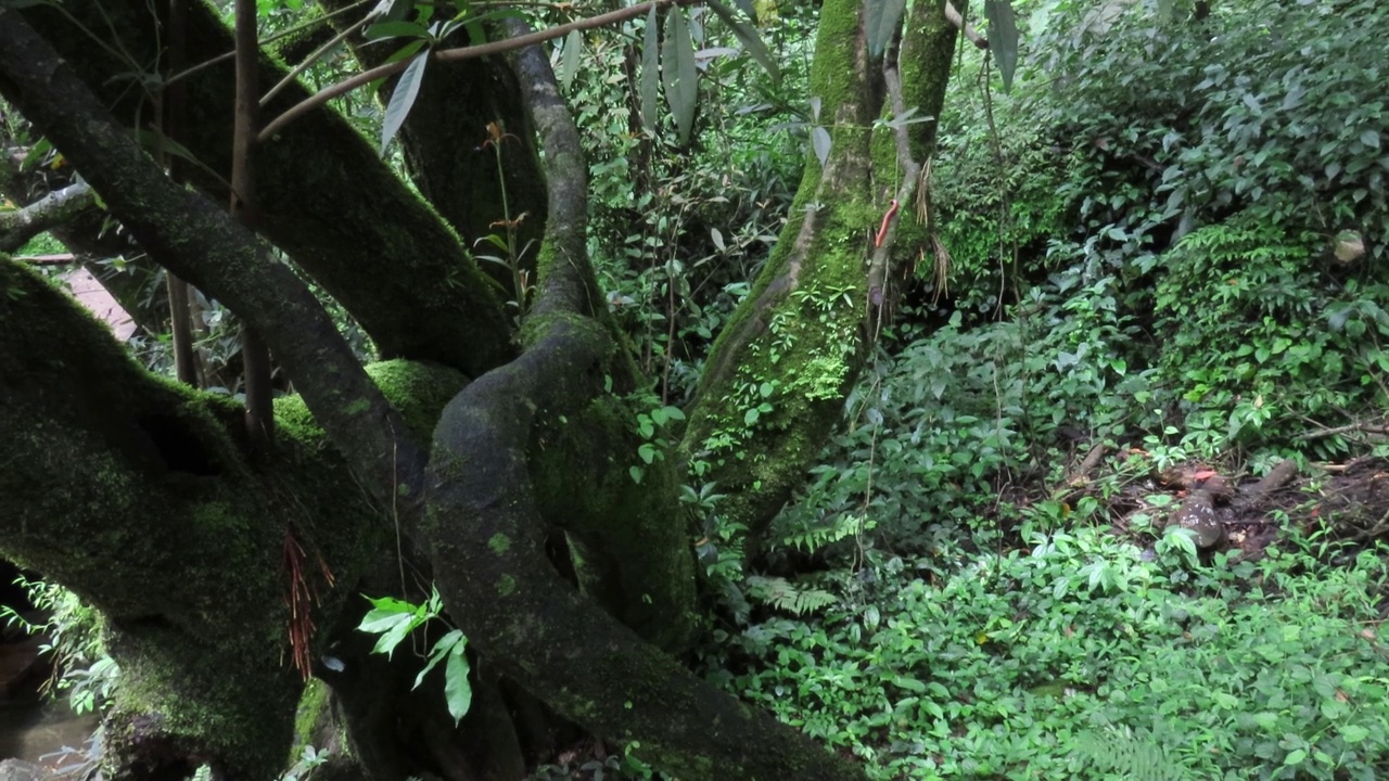 热带雨林中有苔藓的树视频素材