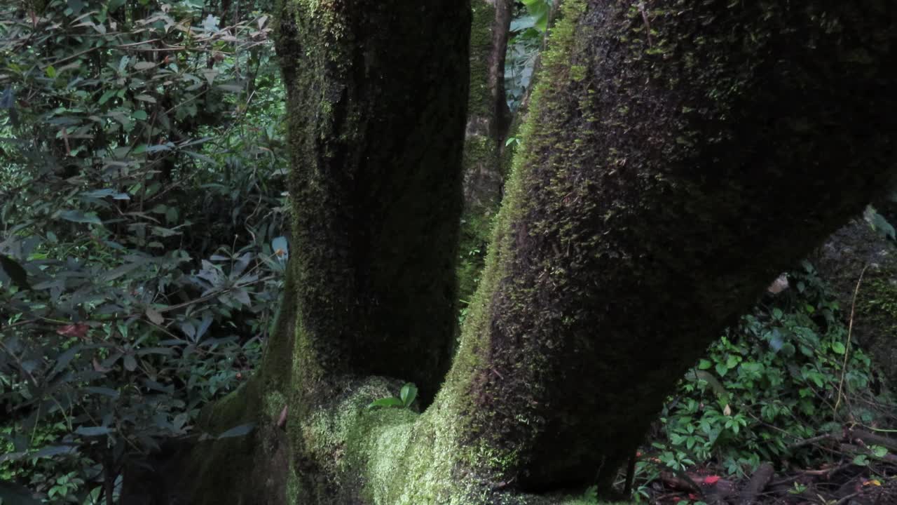 热带雨林中有苔藓的树视频素材