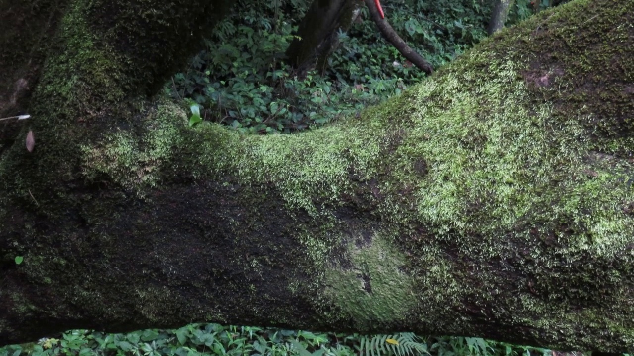 热带雨林中有苔藓的树视频素材