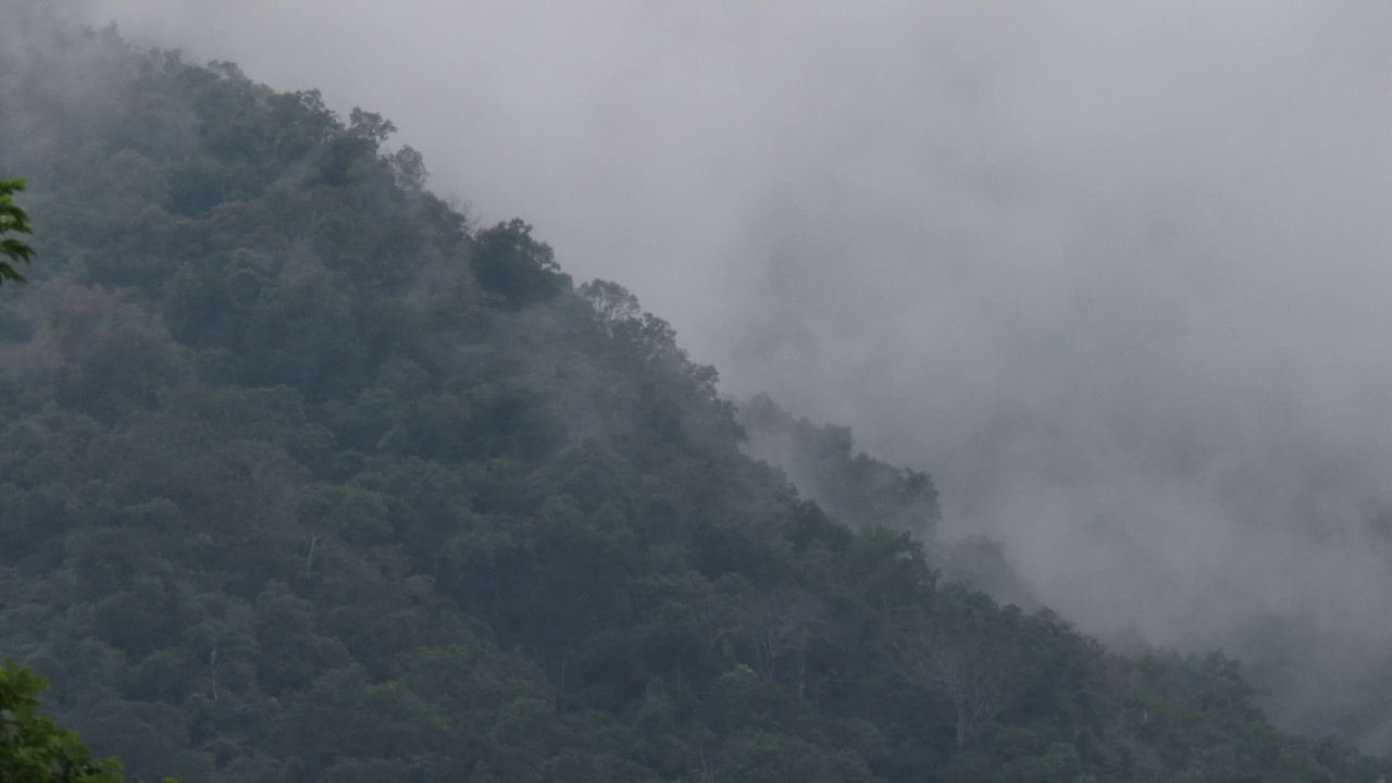 有雾的热带雨林视频素材