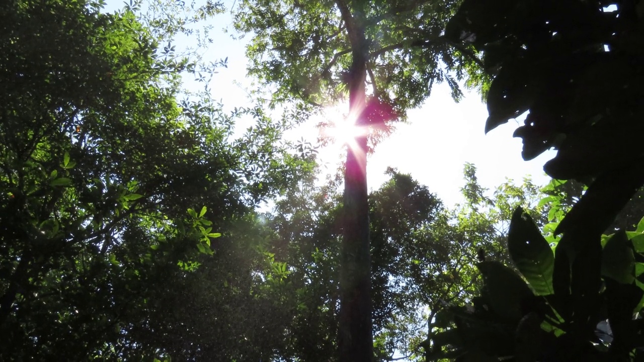 在阳光下仰望大树视频素材