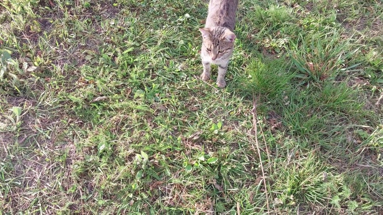 这只猫在炎热的夏天安静地躺着视频素材