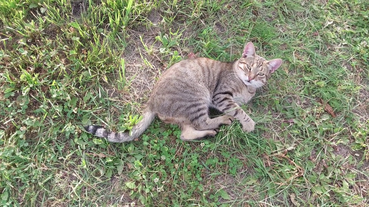 这只猫在炎热的夏天安静地躺着视频素材