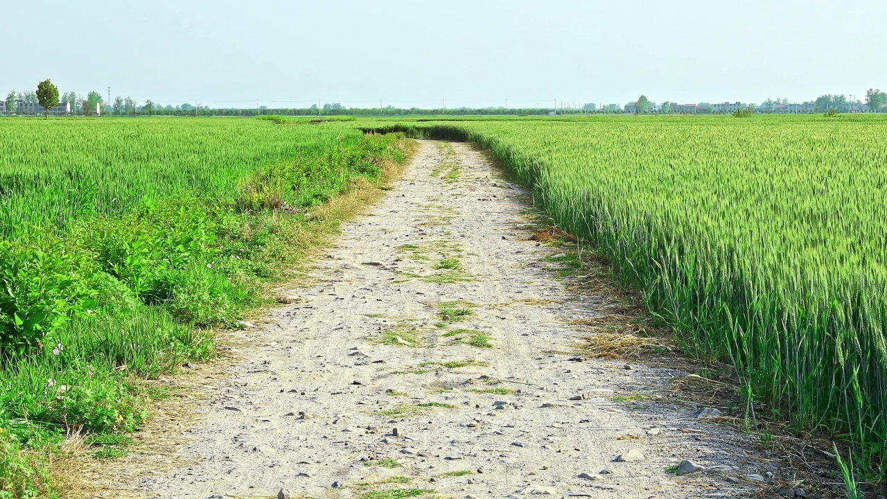 乡村道路和麦田风景视频素材