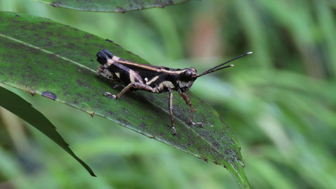 Grasshoper在叶视频素材