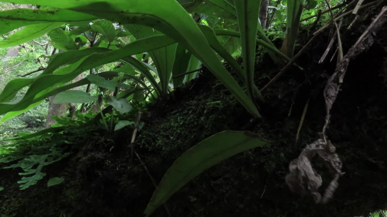 树上长满了苔藓和蕨类植物。视频素材