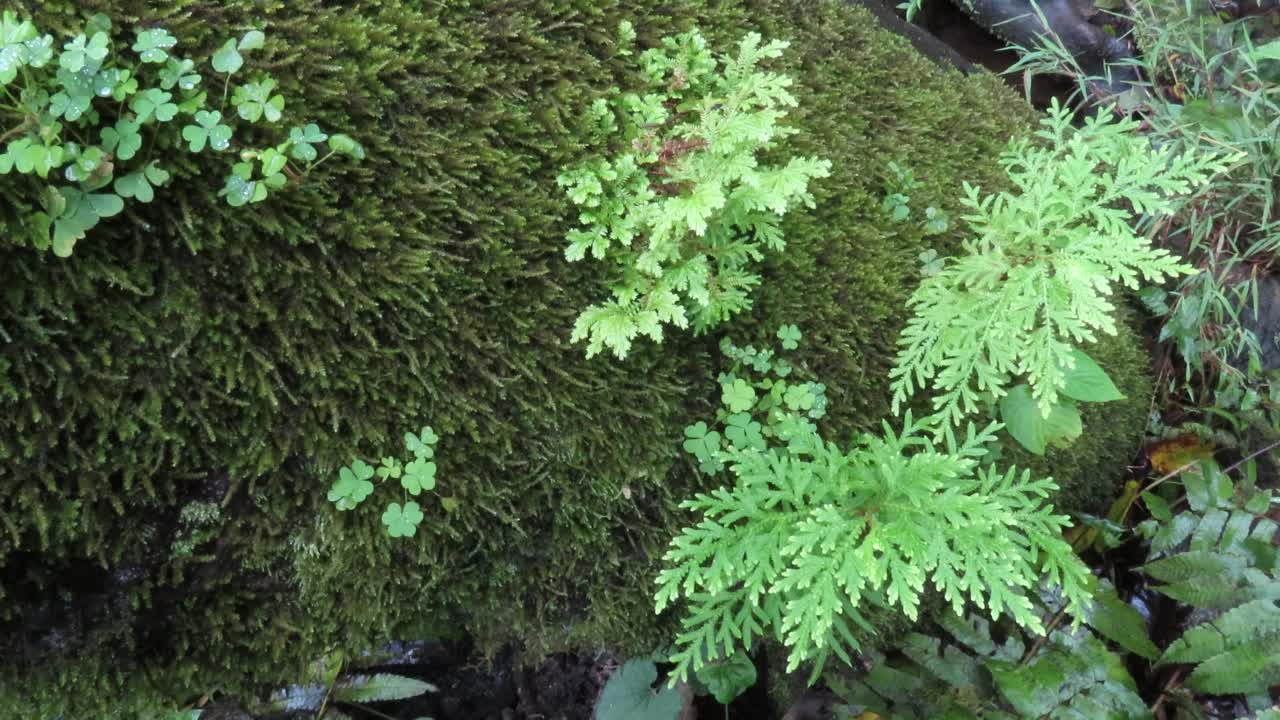 苔藓上的三叶草视频素材