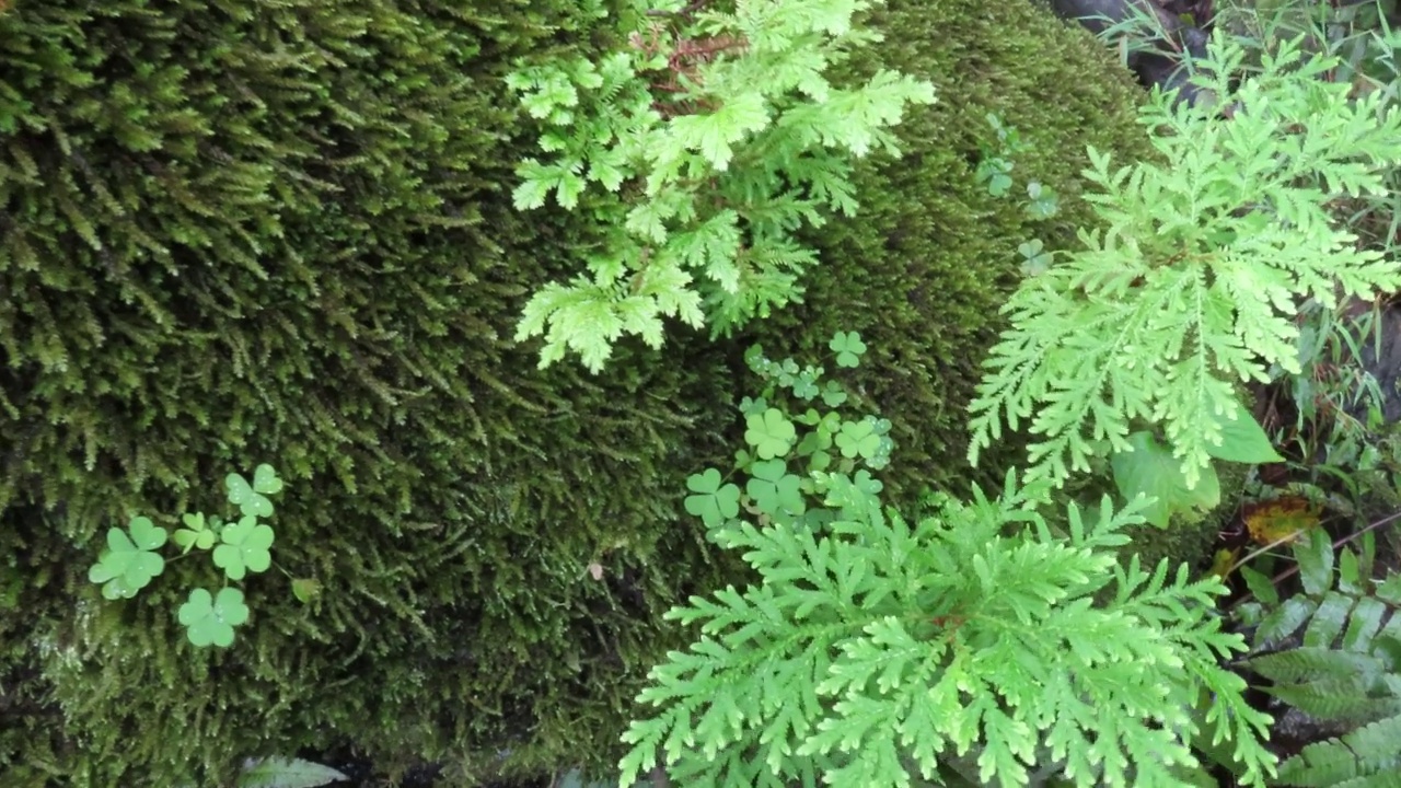 苔藓上的三叶草视频素材