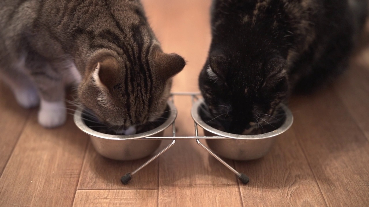 两只漂亮的猫从金属碗里吃东西。可爱的宠物。猫吃湿食物，用舌头舔嘴。视频素材