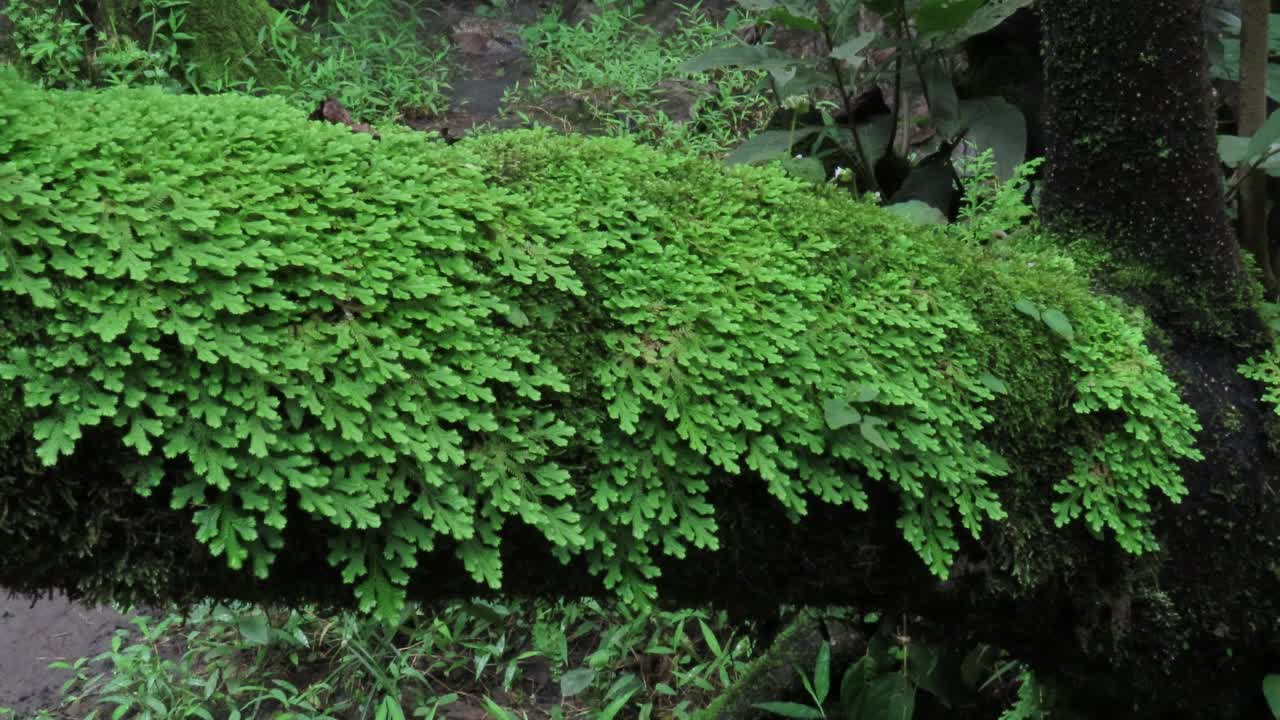 树上长满了苔藓和蕨类植物。视频素材