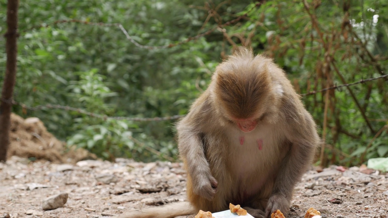 野生母猴子在吃她在公园垃圾桶里找到的剩饭。视频素材