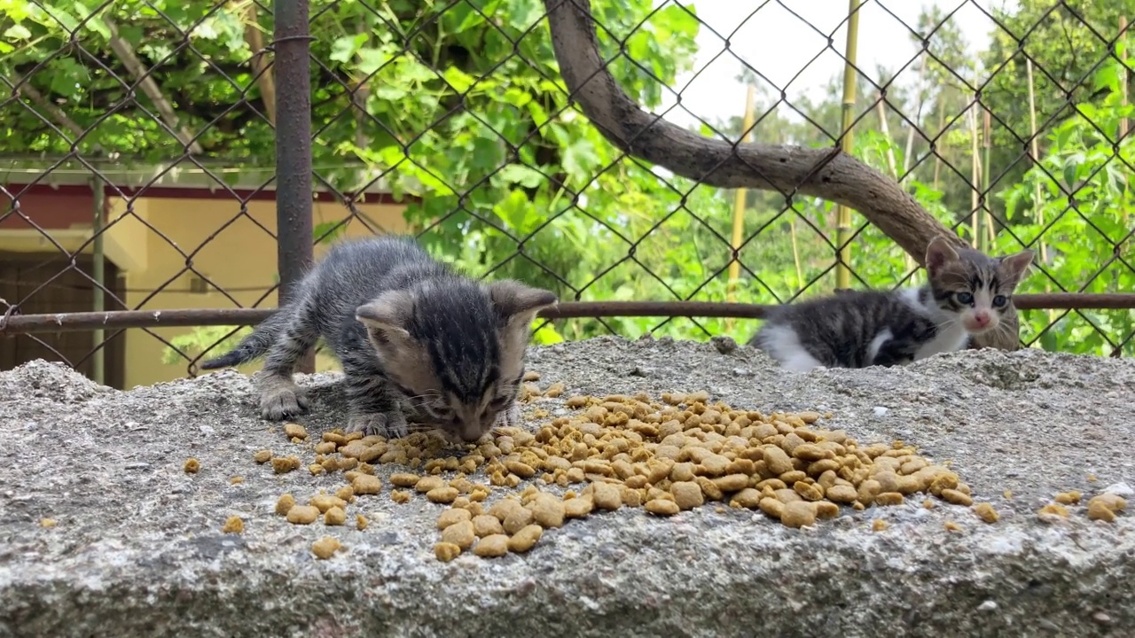 刚出生的可爱的小饥饿饥饿的流浪小猫试图吃猫粮视频素材