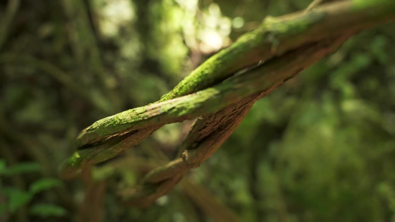 在茂密的丛林雨林中扭曲藤本植物的特写镜头。独特的性质视频素材