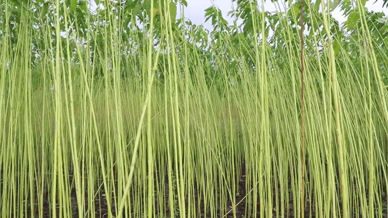 摇摆在风波浪生黄麻种植园视频素材