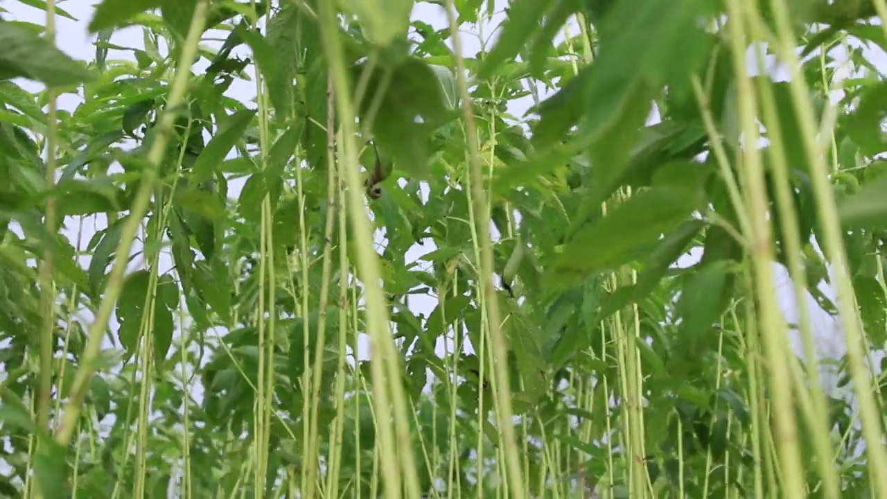 摇摆在风波浪生黄麻种植园视频素材