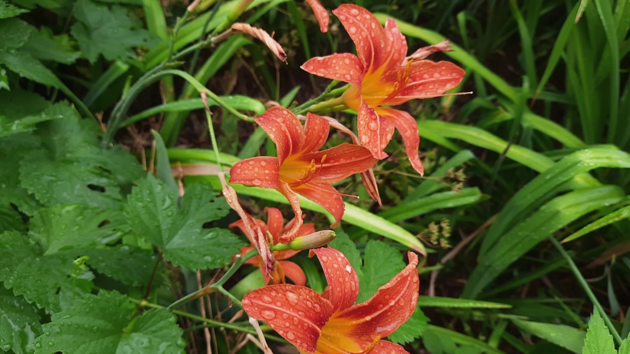 百合花橙黄色覆盖着水滴视频素材