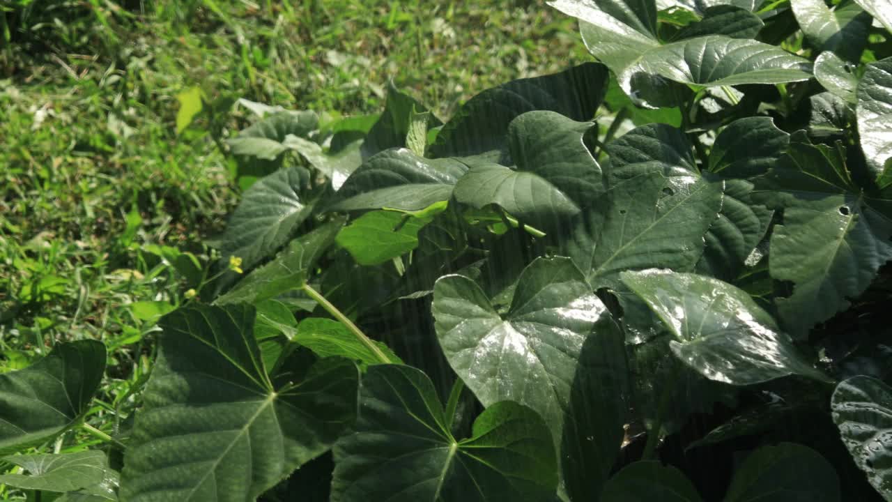 花园里长着红薯，雨滴落在树叶上。视频下载