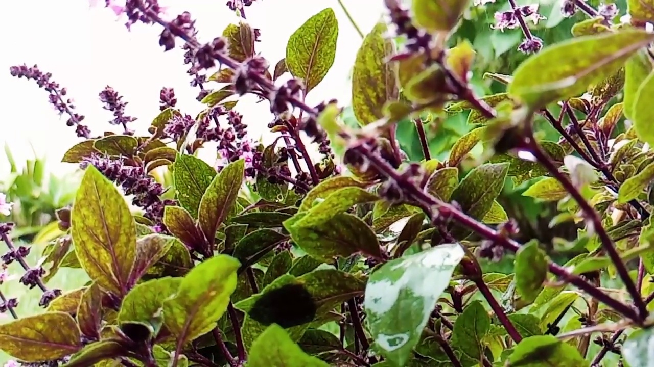 雨滴对中美洲有机花园罗勒植物的影响，暴雨。视频素材