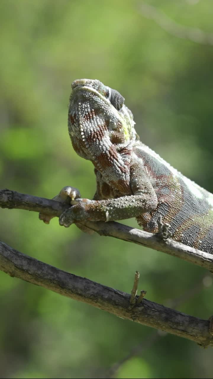 垂直视频:变色龙坐在树枝上四处张望。豹变色龙(Furcifer pardalis)。视频素材