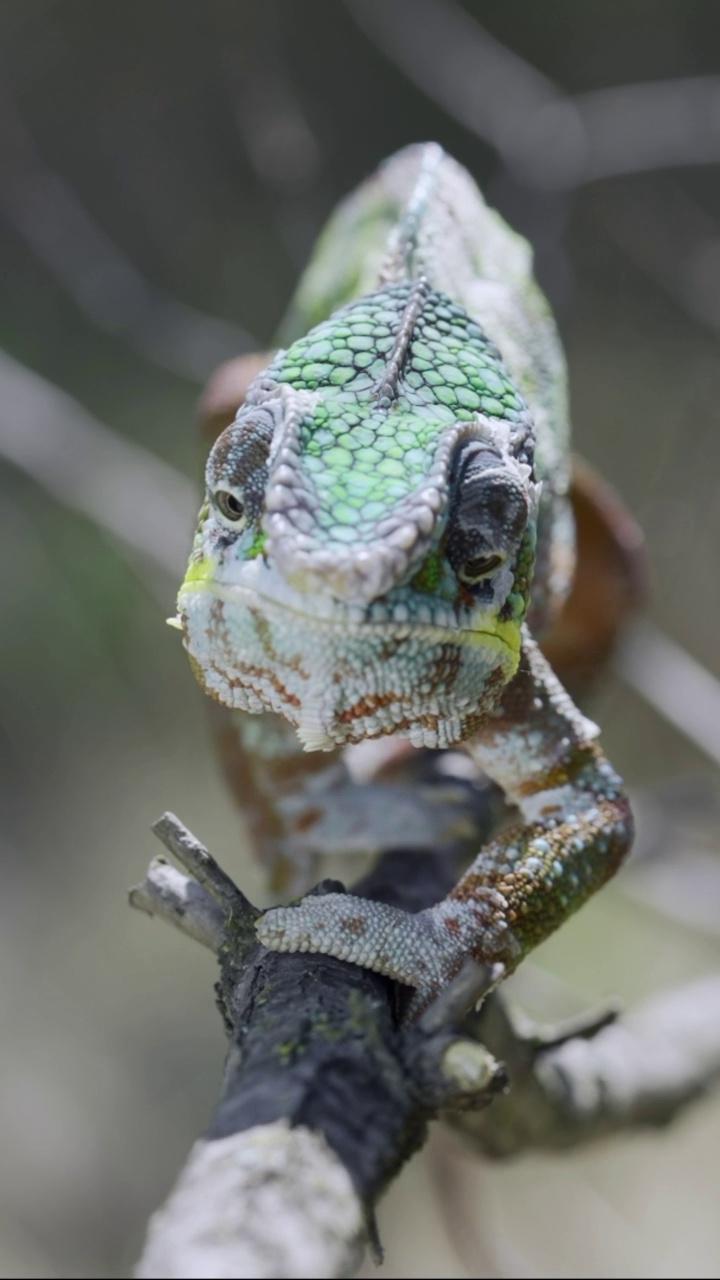 垂直视频:变色龙沿着树枝走向摄像机。豹变色龙(Furcifer pardalis)。正面,特写视频素材