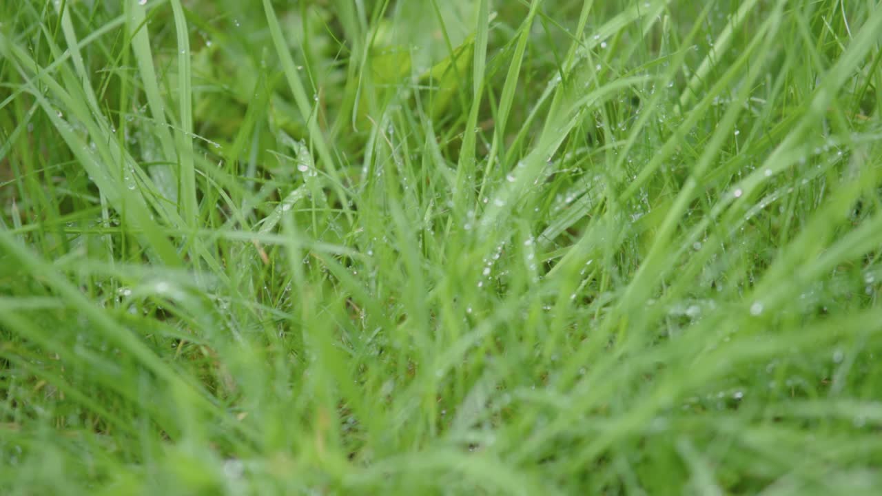 新鲜青草上的晨露把阳光照在草叶上的水滴上视频素材