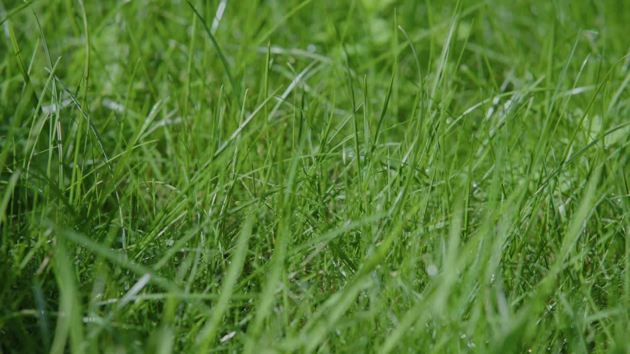 新鲜青草上的晨露把阳光照在草叶上的水滴上视频素材