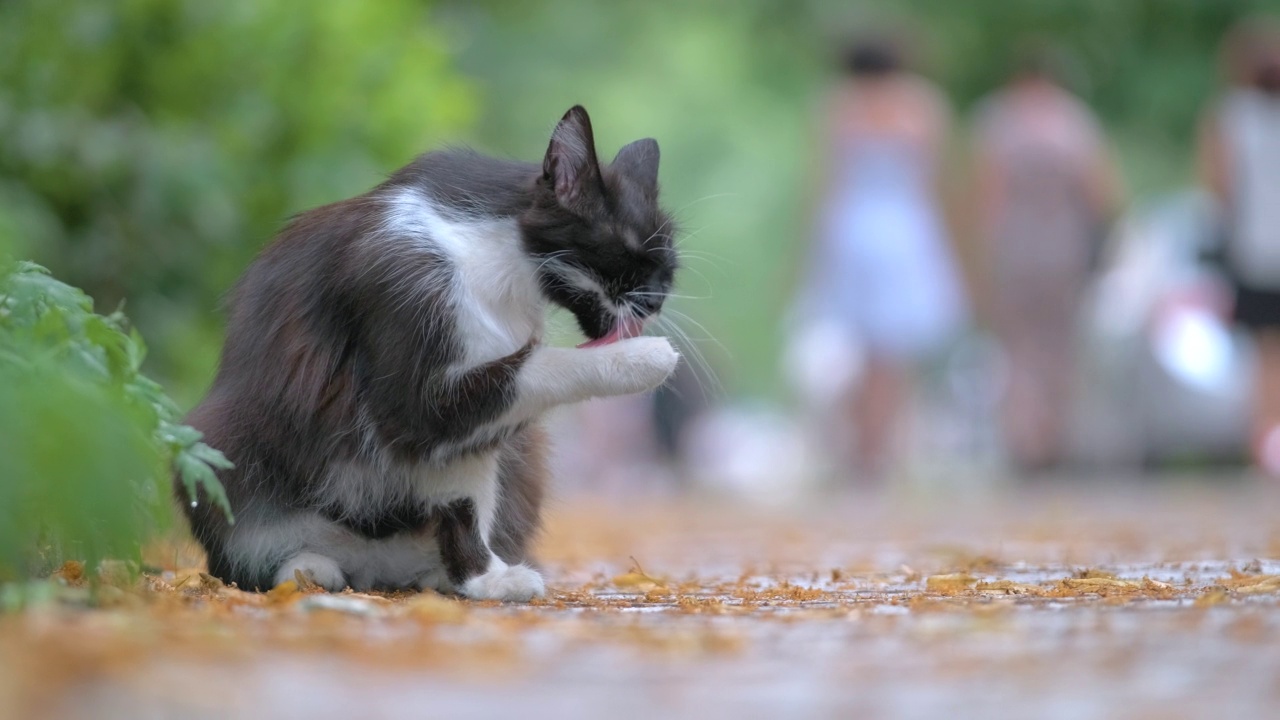 大猫在街道上舔爪子清洁自己视频素材