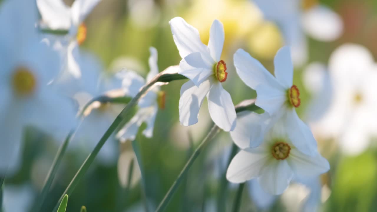 白嫩的水仙花在春天阳光明媚的花园里绽放视频素材