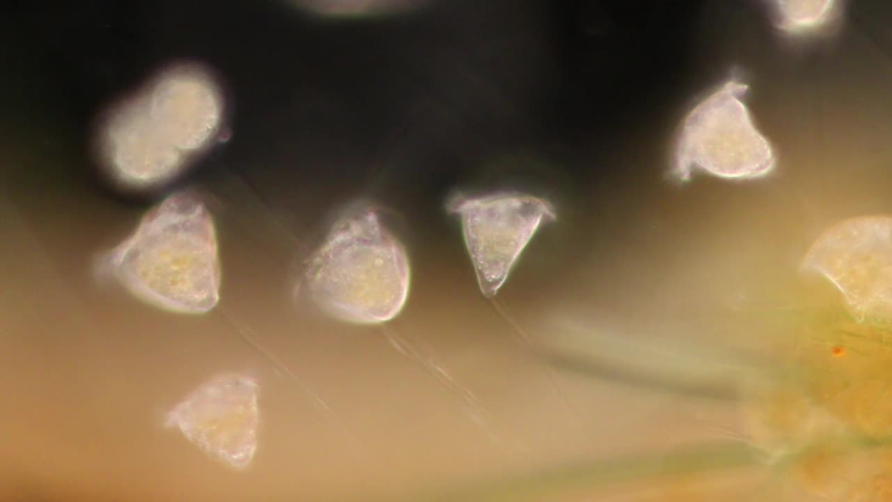 废水中的Vorticella(生物)。视频素材