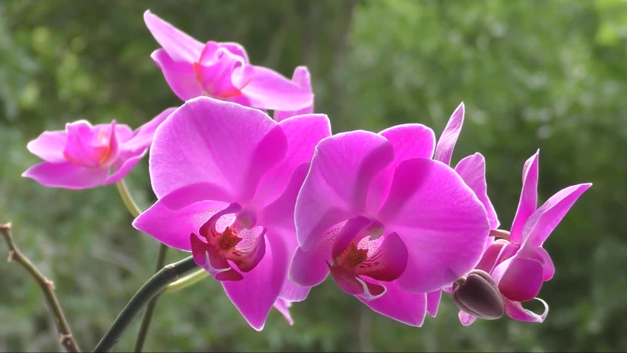 蝴蝶兰属花(拉丁语。蝴蝶兰(Phalaenopsis)或Orchid(拉丁语。兰花科)淡紫色视频素材