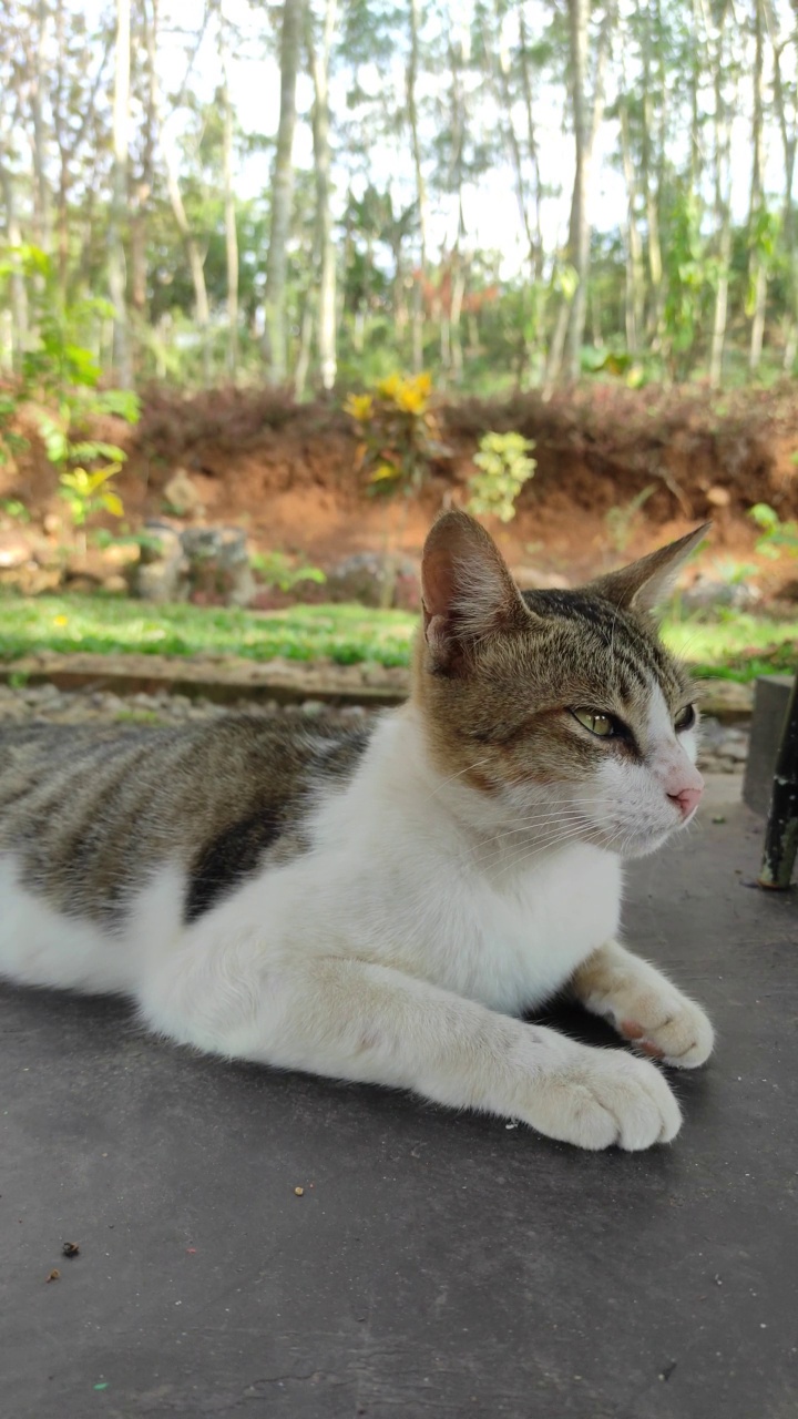 流浪猫坐在阳台上视频素材