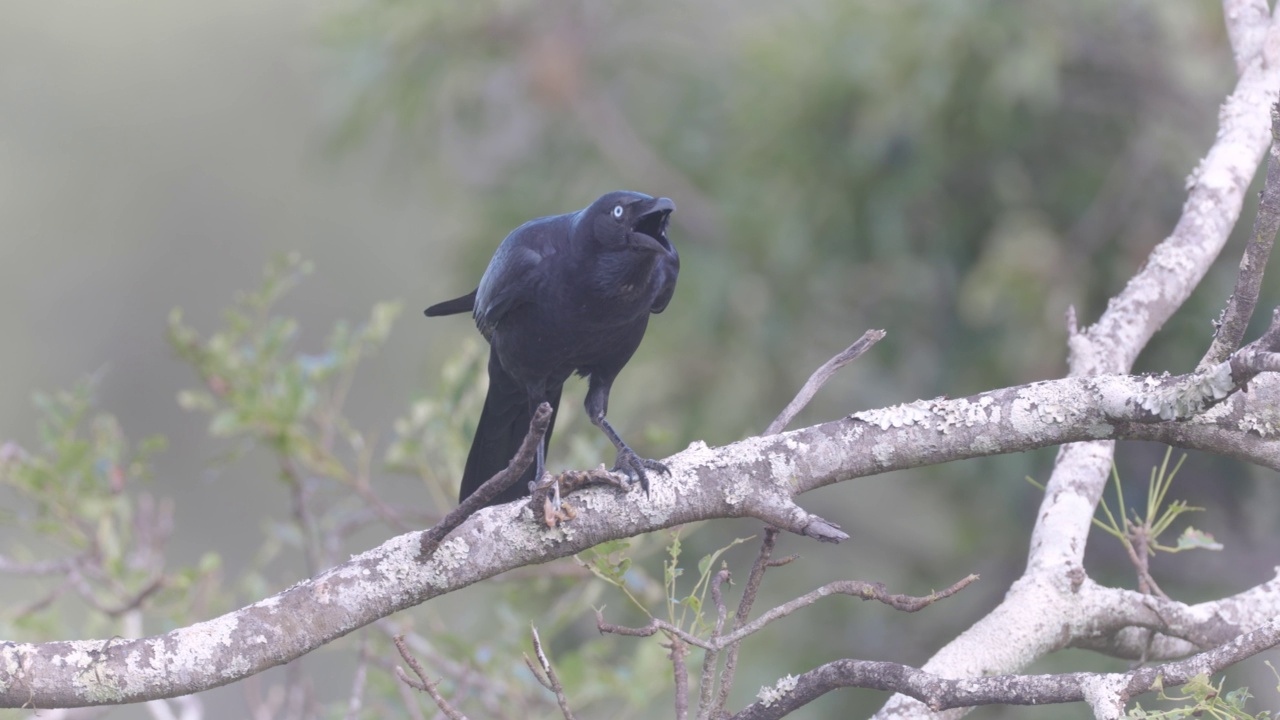 Torresian Crow，布里斯班，澳大利亚视频素材