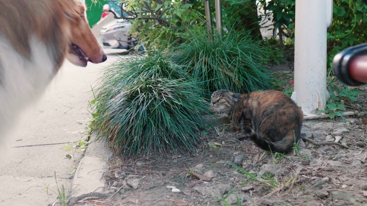 受惊的野猫对着粗大的柯利牧羊犬咆哮，最后逃跑了，有趣的动物概念，猫和狗永远是敌人，4k慢镜头。视频素材