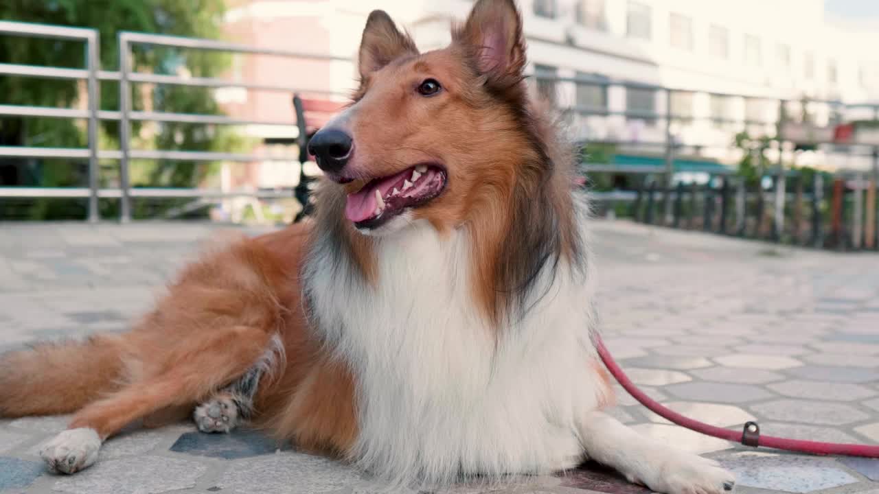 在炎热的夏日里，粗犷的柯利犬躺在地上，口中滴水，特写。4k慢镜头。视频素材